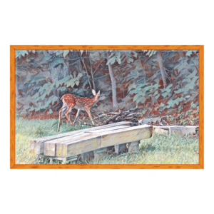 a curious fawn