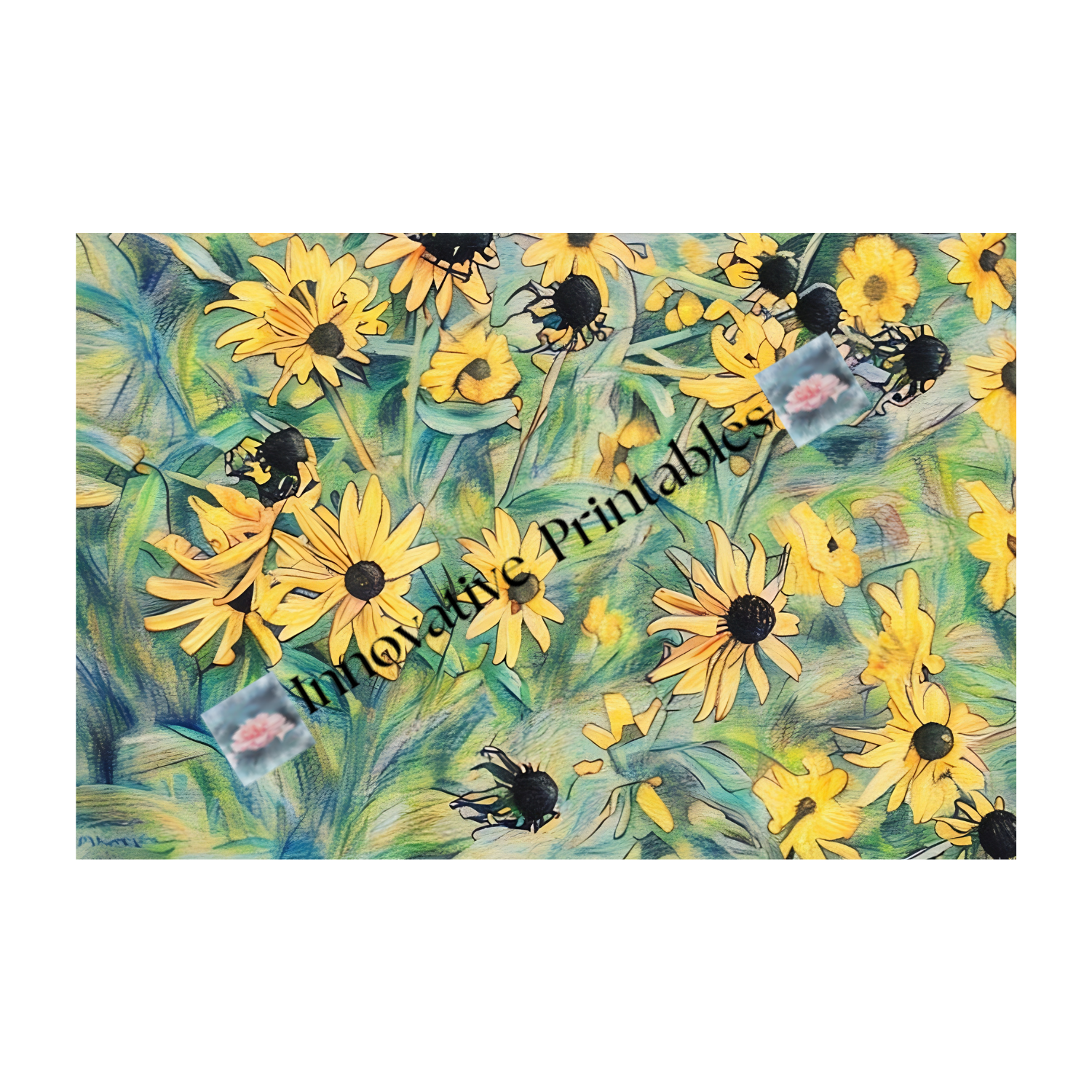 black eyed susan field