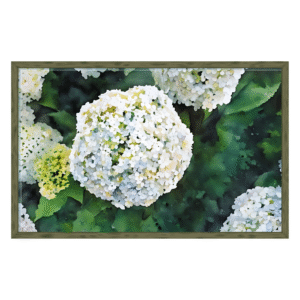 hydrangea in bloom