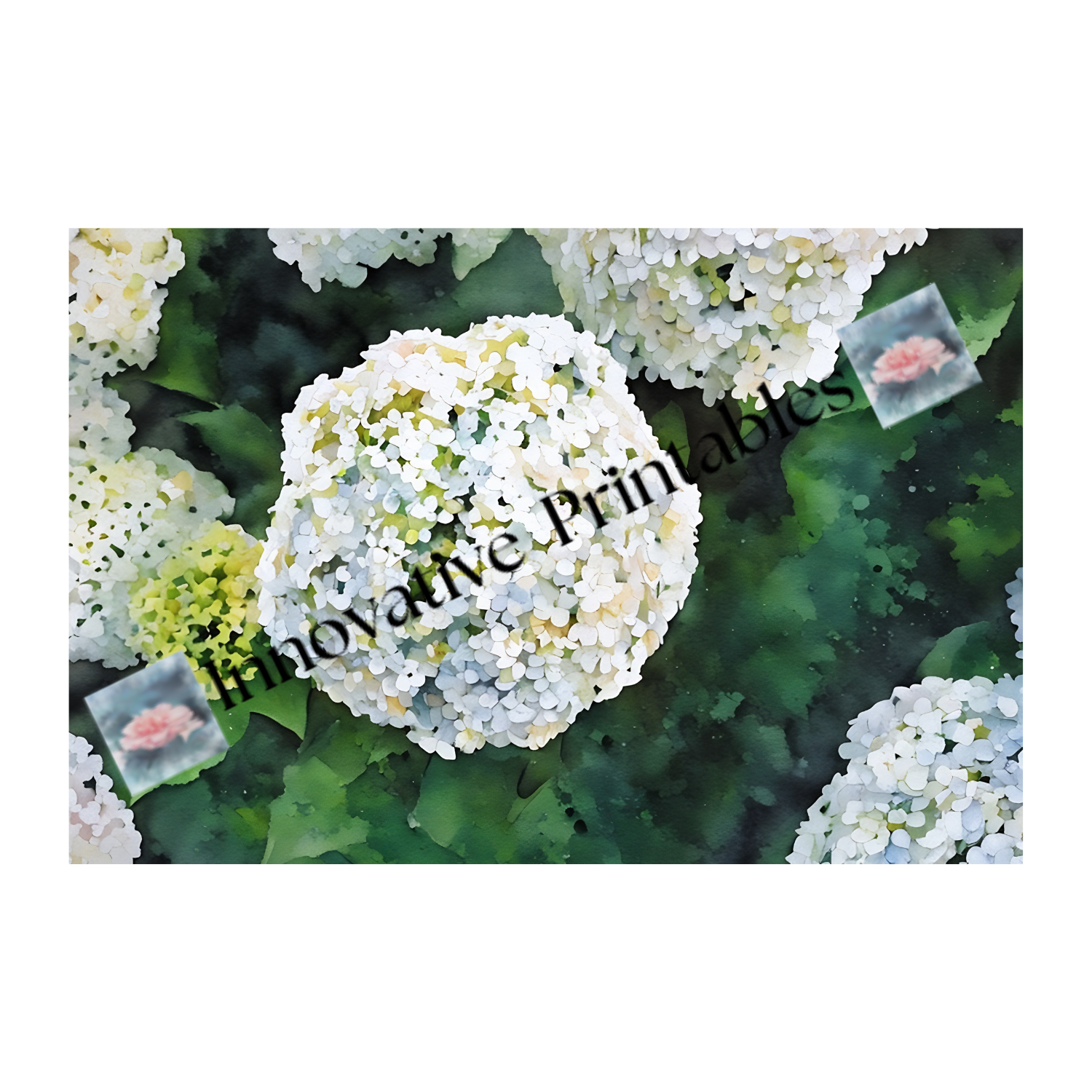 hydrangea in bloom