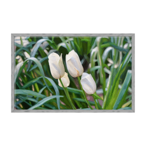 Tulips Opening Printable Art