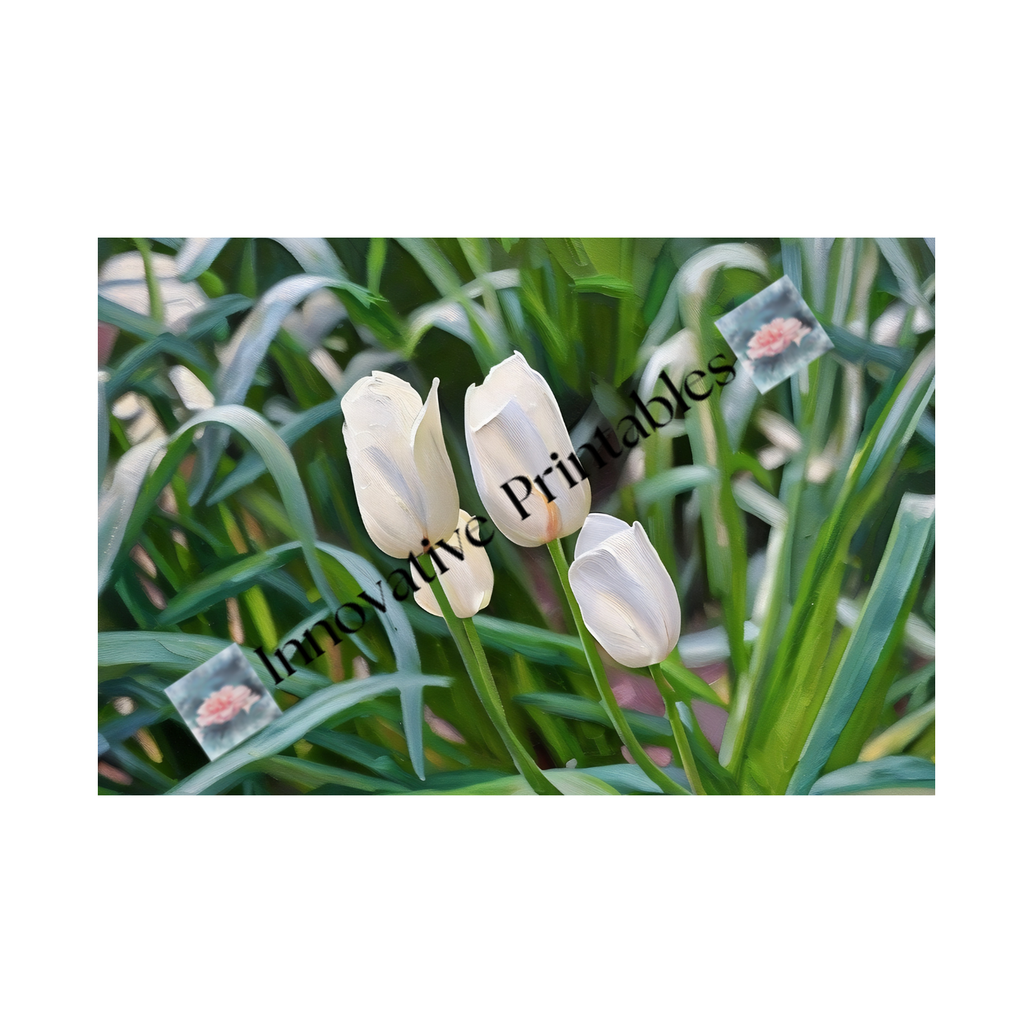 tulips opening