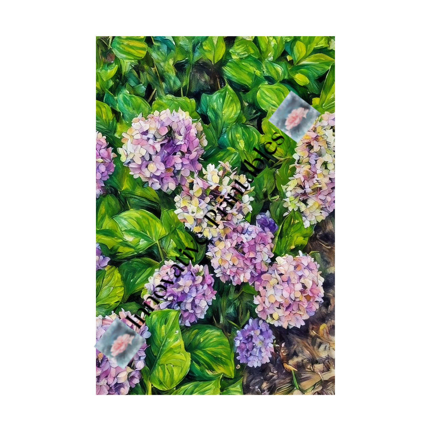 hydrangea string