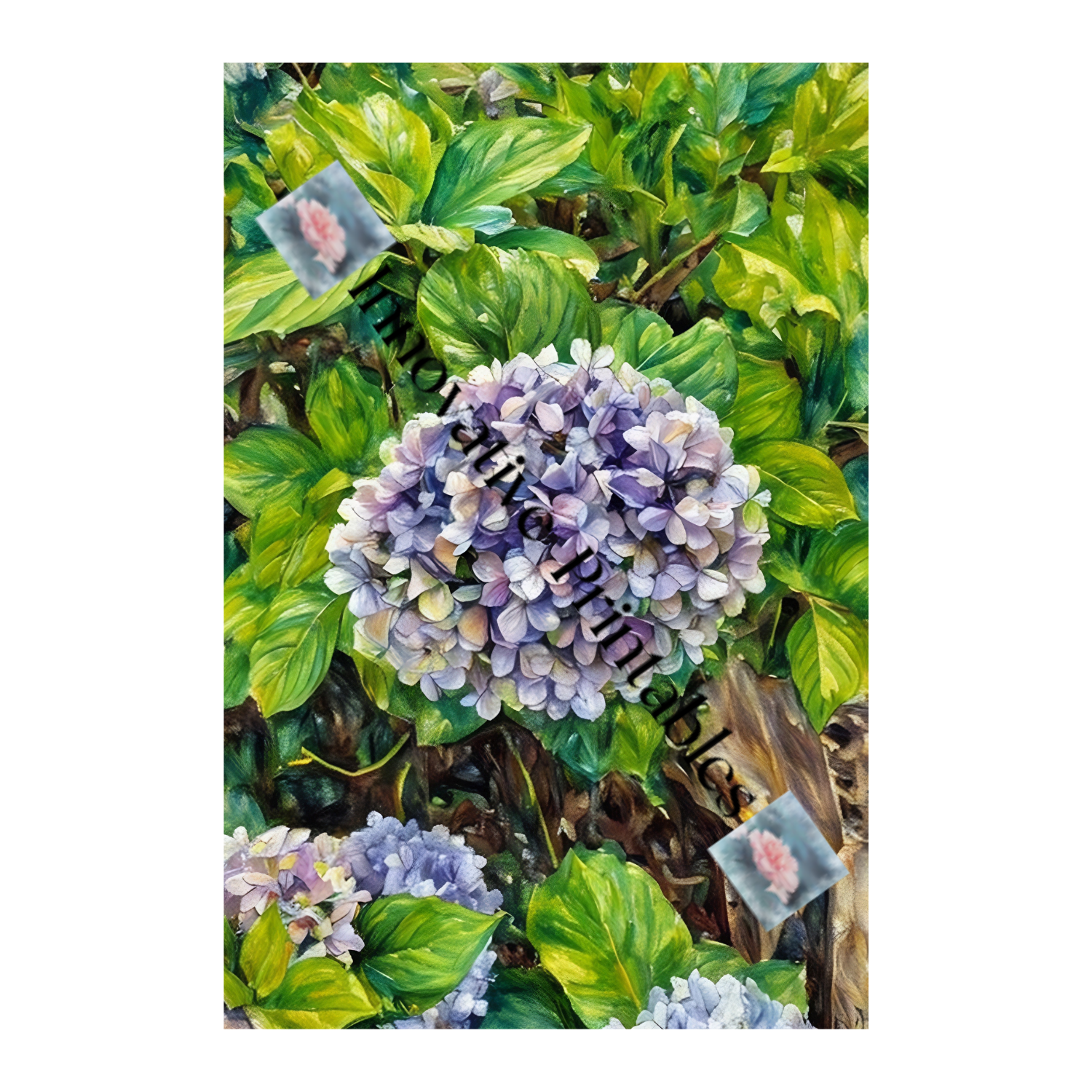 purple hydrangea
