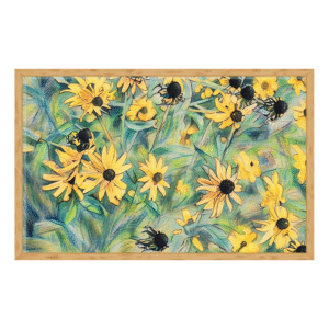 black eyed susan field